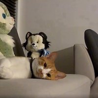 寝そべっている猫