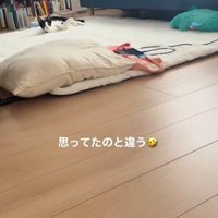 絨毯の上で横になっている猫