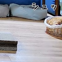 ラタンベッドに入る猫