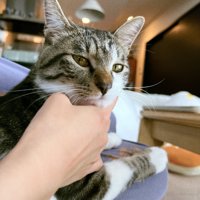 キリッとした表情の猫
