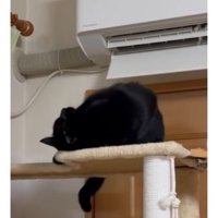 キャットタワーにいる猫たち