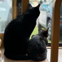 外を眺める2匹の猫