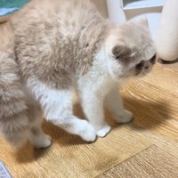 やんのかポーズの猫
