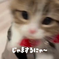 ぶれる猫