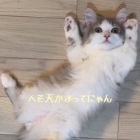 仰向けに寝転がるミヌエット