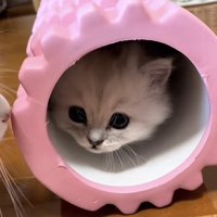 筋膜ローラーに入る猫の写真