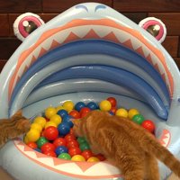ボールプールに集まる猫たち