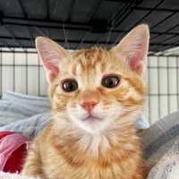子猫の顔