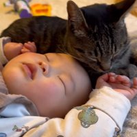 寝込んでいる赤ちゃんのそばに寄り添う猫