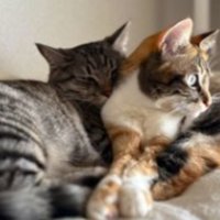 寄り添う猫たち