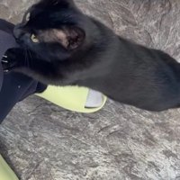 スタッフの足にしがみつく黒猫の子猫