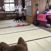 柴犬を遊びに誘う黒猫