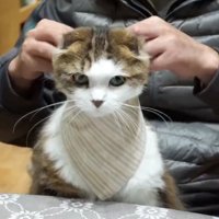 スタイを身につけた猫
