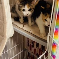 ケージの中からボランティアさんを睨む2匹の三毛猫