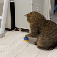 左手をベルに乗せ尾を白い敷物の上に乗せた猫の横姿
