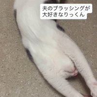 ブラッシング