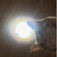 スマートフォンに映っている猫