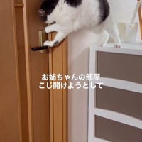 ドアを開けようとしている猫