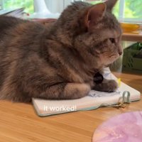 ノートの上で右を向いて休む猫