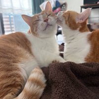 ホッペにキス