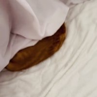 布団の中で寝る茶トラ猫