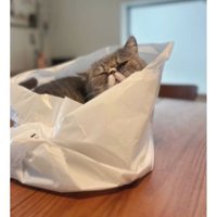 テーブルの上にいる猫
