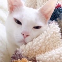 女性に話しかけられて目をしばたたかせる猫
