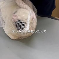 ネットに入った猫