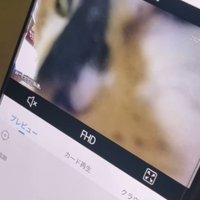 猫の横顔が映ったスマホ画面