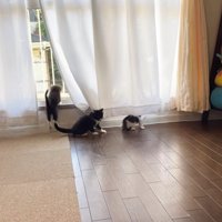 窓の側にいる3匹の子猫