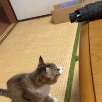 傘をテーブルの下から見つめる猫