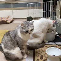 水を飲む猫と順番待ちする猫