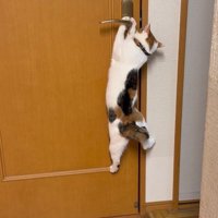 落ちそうになる猫