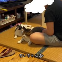 飼い主さんを見る猫