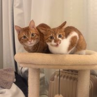 キャットタワーの上で香箱座りをして口を開けている猫（ヒキ）