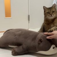 飼い主さんにお手をする猫
