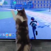 テレビ前にいる猫