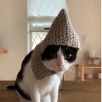 帽子をかぶっている猫