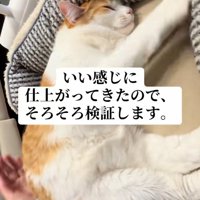ベッドの中でふみふみしている猫