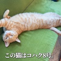 伸びて寝ている猫