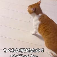家の中を歩く猫とついていく飼い主