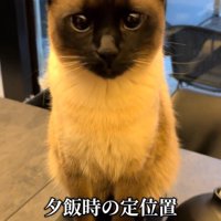 カメラ目線の猫