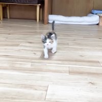 走って来る三毛さん