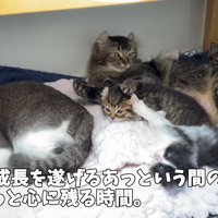 猫の親子