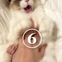 おなかをなでられる猫