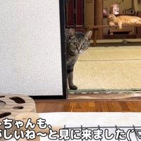 覗きにくるリリちゃん