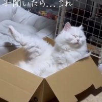 脚を上げる猫