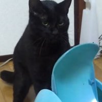 鋭い目つきで睨む猫