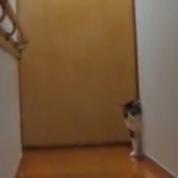 壁から顔を覗かせる猫