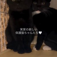 子猫たちに「おはよう」と声をかける投稿者